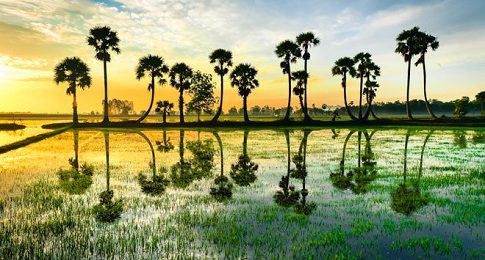 Les palmiers sucres au Cambodge Tamtours