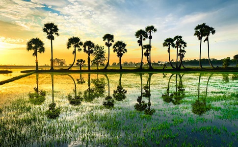 Les palmiers sucres au Cambodge Tamtours